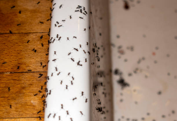 Professional Pest Control in Byron, IL