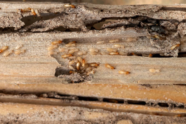 Best Residential Pest Control  in Byron, IL